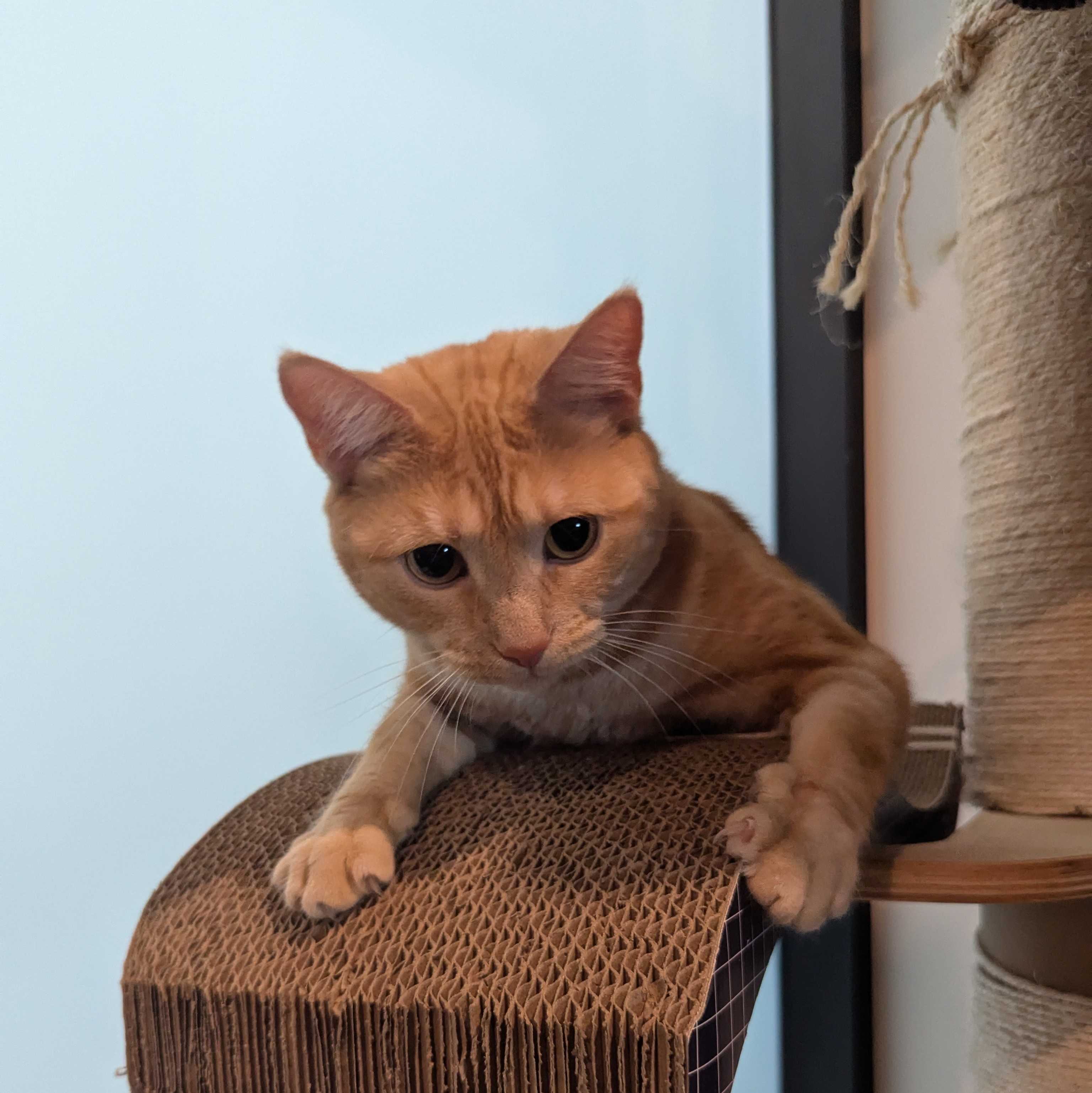 Domestic Shorthair cat